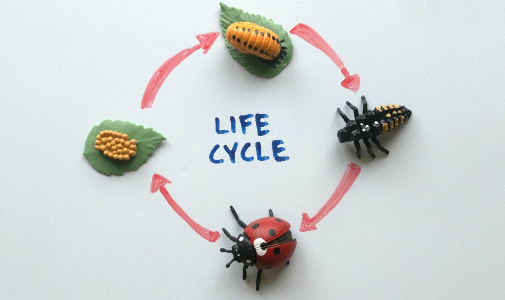 Cykl życia oprogramowania
